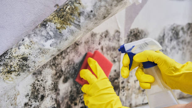 Mount Ida, AR Mold Inspection, Removal & Remediation Company